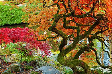 《宝可梦：钻石＆珍珠》发布新预告片 重探神奥地区